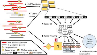 Endogenous CRISPR-Cas Systems in Group I Clostridium botulinum and Clostridium sporogenes Do Not Directly Target the Botulinum Neurotoxin Gene Cluster